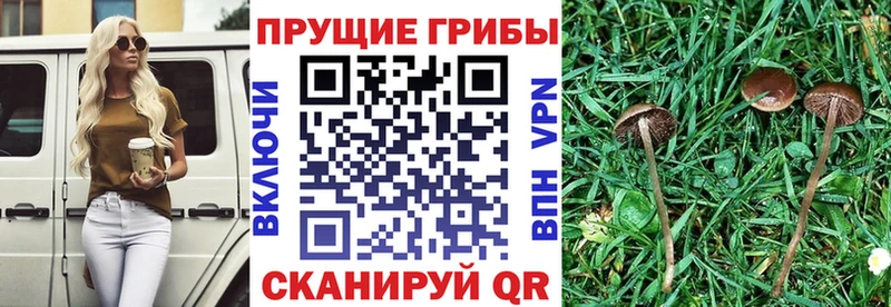 Псилоцибиновые грибы MAGIC MUSHROOMS  Билибино 